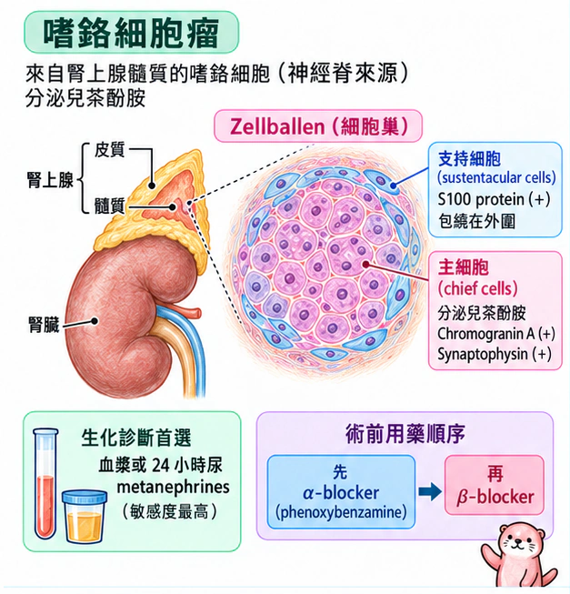 嗜鉻細胞瘤:別把 S100 安錯了細胞:學術水彩圖解,包含本節的主要結構與關係。