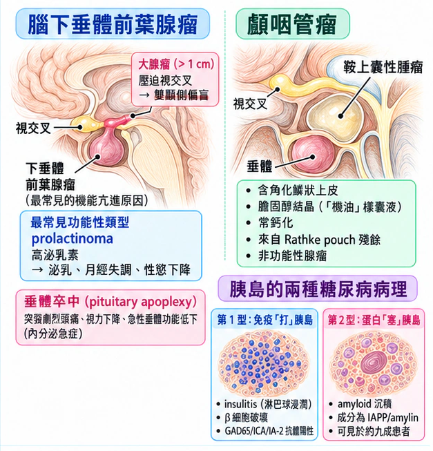 腦下垂體與胰島:兩張預告片:學術水彩圖解,包含本節的主要結構與關係。