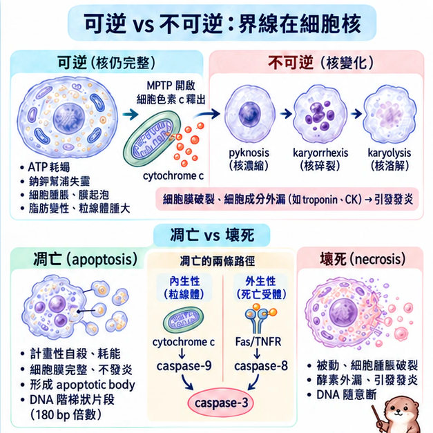 可逆 vs 不可逆：界線在細胞核：學術水彩圖解，包含本節的主要結構與關係。